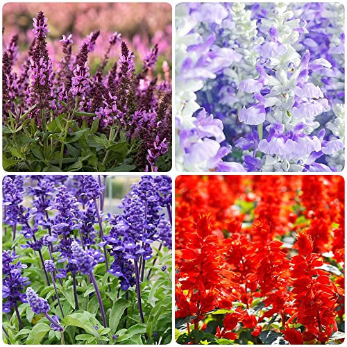 200 StüCk Salbei Samen Bio Seltene Pflanze Serie - Mix Wiesenblumen Bienenweide Saatgut MehrjäHrig KüBelpflanzen Winterhart Balkon Blumensamen Pflanzen Deko Pflanztopf Pflanzensamen