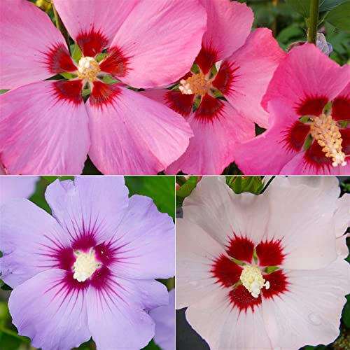 Garten-Hibiscus, bunt, Höhe 40-60 cm, Topf 4&6 Liter, 3 Pflanzen