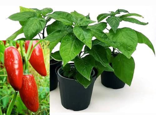 POWERS TO FLOWERS - PEPERONCINO PICCANTE MESSICANO JALAPENO, 3 PIANTE, Vaso 10cm, piante vere