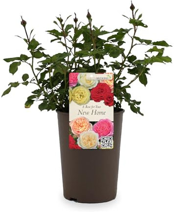 Greenbrokers Modern Garden Hybrid Bush Rose - 3L Potted Orange Peach Flowers - Beautiful Floral Gift - for Your New Home - Gift Wrap Included
