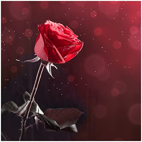Wallario Memoboard aus Glas mit Motiv, Magnet-Tafel in 50 x 50 cm in Premium Qualität Rote Rose Single