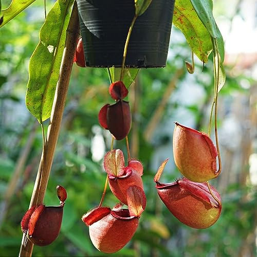 600 pcs Kannenpflanze samen - dekopflanzen wilder wein winterhart,Nepenthes mirabilis,fleischfressende pflanzen,Sukkulenten sukkulente succulent plants, hochbeett seed best of heilkräuter