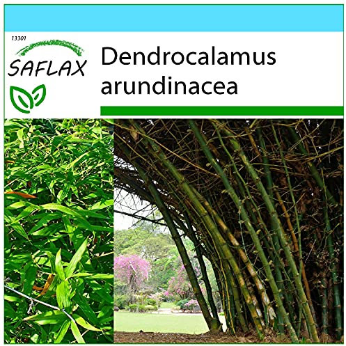 SAFLAX - Kit cadeau - Bambou géant épineux - 50 graines - Dendrocalamus arundinacea