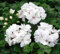 100 semillas de flores de geranio hiedra, blancas