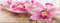 artissimo, Glasbild, 80x30cm, AG1905A, Jeder Tag.., Orchidee, Blumen, Bild aus Glas mit Spruch, Wanddekoration, Wandbild Wohnzimmer modern, rosa