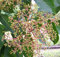 Bienenbaum, Tausenblütenbaum, Euodia hupehensis, Tetradium daniellii (80-100 cm)