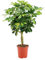 Schefflera arboricola 'Gold Capella' - kleine Strahlenaralie Stamm Zimmerpflanze groß - luftreinigend- - Höhe ca. 75 cm - 19 cm Topf