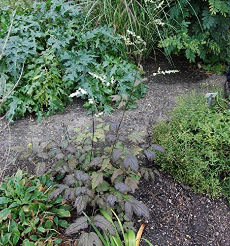 Kandelaber Silberkerze - Actaea dahurica