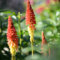 semi di giglio torcia, pianta perenne resistente - piante decorative perenni resistenti piante da giardino resistenti perenni semina di semi fiori selvatici pianta tappezzante 180pcs