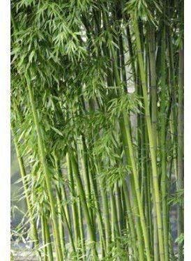 100 Samen des Bambus Fargesia/Borinda Yunnanensis