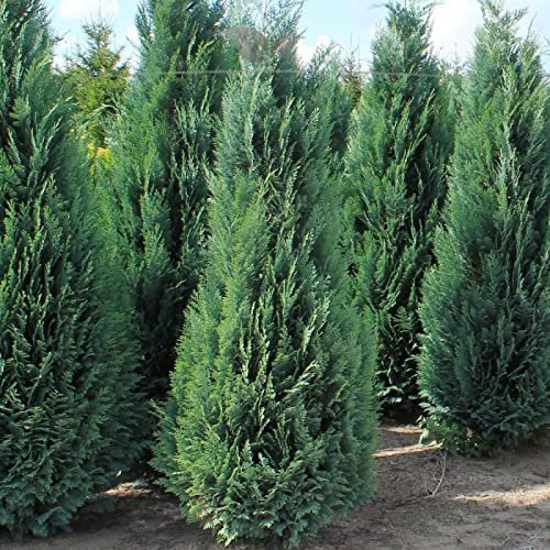 Gardline - Scheinzypresse Chamaecyparis Columnaris 140-160cm. 3-200 Zypressen Heckenpflanze - 14 St. (ca. 5,5 Meter)