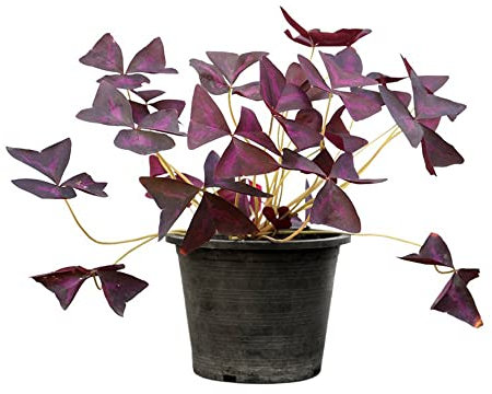 6 Stück zwiebeln Oxalis triangularis zimmerpflanze Kleeblätter Glücksklee - Seltene Pflanzen Serie - winterharte Pflanzen für Garten deko büro Indoor Garden blumenzwiebeln mehrjährig winterhart