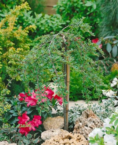 Cotoneaster adpressus 'Little Gem' 60 cm Stammhöhe - Kriechmispel, rote Beeren, immergrün, ideal für Kübel und Rabatten, pflegeleicht und winterhart