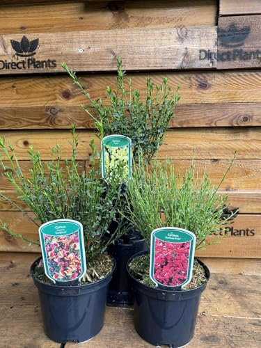 Direct Plants 3 Mixed Large Cytisus Flowering Broom Shrubs Garden Plants in 2/3 Litre Pots