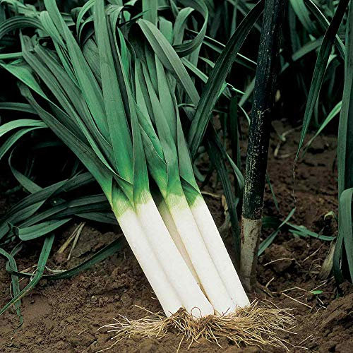 Suttons Leek Seeds - Autumn Giant 3 Albana Average Packet Content 190 Seeds. Grow Your Very own Leeks!