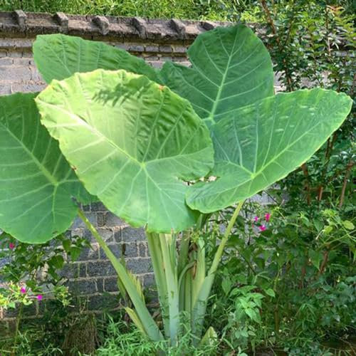 5 pcs elefantenohr pflanze winterhart samen - Colocasia Gigantea - steingarten pflanzen, garten pflanzen, elefantenohr samen (Leucocasia gigantea) winterharte blumen, garden samen