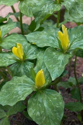 Trillium luteum ca. 9x9 cm Topf - Gelbes Dreiblatt, gelbe Blüten, Blütezeit Frühling, ideal für schattige Standorte, pflegeleicht und winterhart