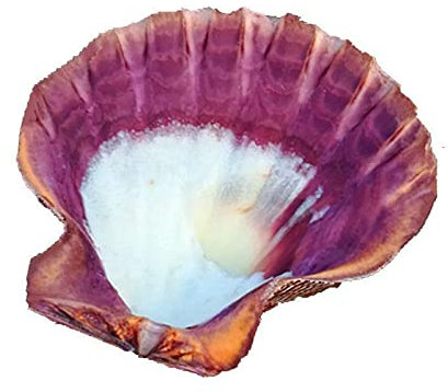 Grandes coquillages de mer for la décoration, conque naturelle, grande coquille Saint-Jacques, aquarium, décoration de la maison, coquille, gros coquillages blancs, ornements