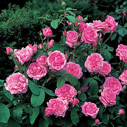 Rose Comte de Chambord Strauchrose mit Blüten-Farbe tiefrosa - Winterharte Blume mit sehr starkem Duft - Blütezeit von April bis Oktober von Garten Schlüter - Pflanzen in Top Qualität