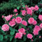 Rose Comte de Chambord Strauchrose mit Blüten-Farbe tiefrosa - Winterharte Blume mit sehr starkem Duft - Blütezeit von April bis Oktober von Garten Schlüter - Pflanzen in Top Qualität