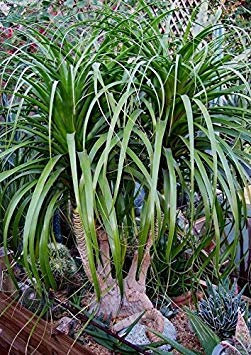 vegherb Beaucarnea Guatemalensis/Ponytail - Plantes Tropicales rares Graines Bonsaï (10)