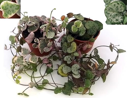 POWERS TO FLOWERS - CEROPEGIA WOODII e CEROPEGIA WOODII VARIEGATA VASO 9 cm diametro, Collana di Cuori, Piante vere
