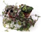 POWERS TO FLOWERS - CEROPEGIA WOODII e CEROPEGIA WOODII VARIEGATA VASO 9 cm diametro, Collana di Cuori, Piante vere