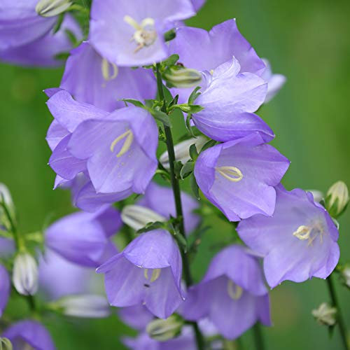 Campanula ‘Caerulea’ Hardy Perennial Summer Flowering Garden Plant Blue Mauve Bell-Shaped Blooms Perfect Cut Flower, 2 x 1 Litre Pot Campanula persicifolia ‘Caerulea’ by Thompson and Morgan (2)