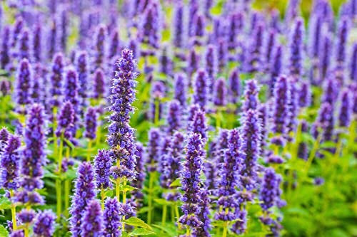 100 Grani Agastache Anisée, Agastache Rugosa, Semi di Menta Coreana: Semi