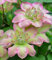 BALDUR Garten Clematis 'Pistachio Cake®',1 Pflanze, mehrjährig & winterhart, pflegeleicht, bienenfreundlich, reichblühend, klettert & blüht am Spalier, Zaun & Obelisk, große Blüten