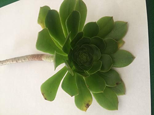 Portal Cool 1 Ausschnitt Der Grüne Rose Aeonium Arboreum Sukkulente Baum Aeonium h Rose