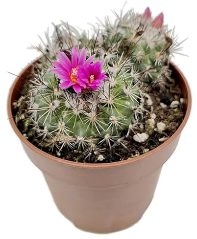 Fangblatt - Turbinicarpus saueri ssp. nelissae - exotischer Kaktus im Ø 9 cm Topf - pflegeleichte Zimmerpflanze