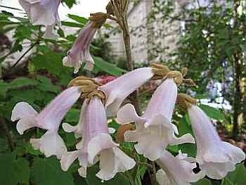 Paulownia tomentosa - Blauglockenbaum - Kaiser-Paulownie - KLIMAWUNDER ! 100-125cm