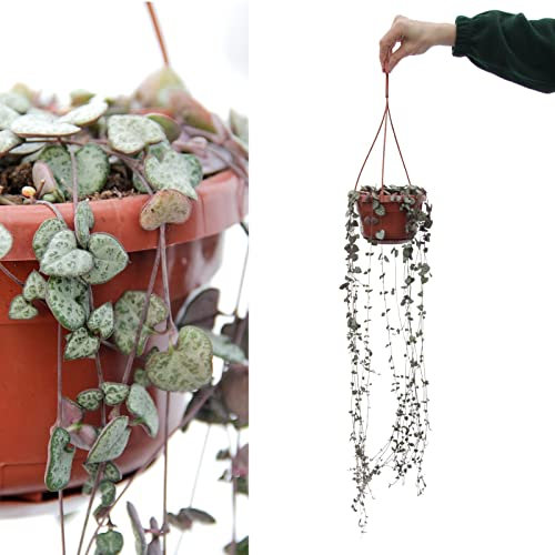 Ceropegia lineraris woodii - String of Hearts Hanging Plant - Trailing Indoor Plant in 14cm Pot (1 Plant)
