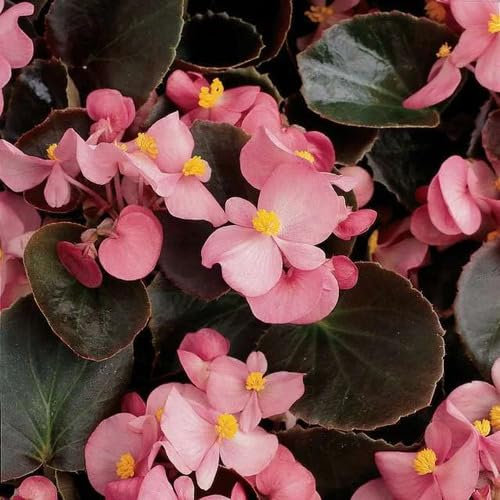 100 graines de fleurs de bégonia