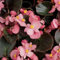 100 graines de fleurs de bégonia