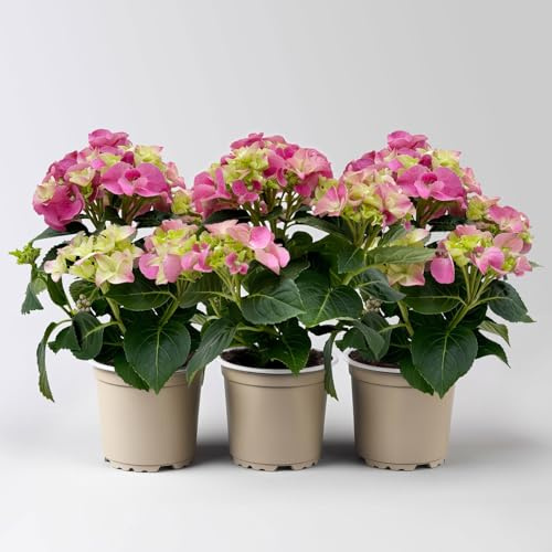 Hortensie rosa, mind. 3 Dolden, Topf-Ø 10 cm, Höhe ca. 20 cm, 3 Pflanzen