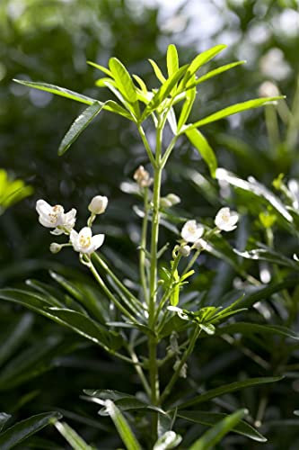 Choisya ternata 'White Dazzler' 30-40 cm - Orangenblume, weiße duftende Blüten, Blütezeit Mai-Juni, ideal für Kübel, immergrün, pflegeleicht