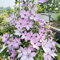 clematis winterhart - zwiebeln deko wohnzimmer modern gartenpflanzen zwiebeln winterhart mehrjährig winterfeste pflanzen für garten kletterpflanze winterharte pflanzen zimmerpflanze 7pcs
