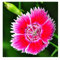1000 clavel Chinensis rosa china multicolores clavel Semillas ~ jardín de Chris