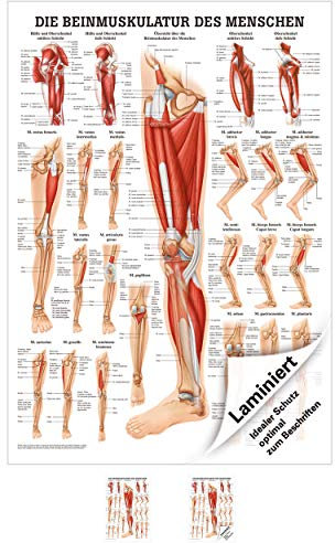 Rüdiger Beinmuskulatur Anatomie Poster 70x50 cm medizinische Lehrmittel