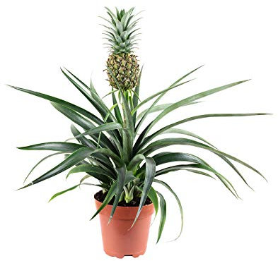 Ananas (mit Frucht) - pflegeleichte Zimmerpflanze, Ananas Corona - Höhe ca. 45 cm, Topf-Ø 12 cm