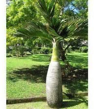 Genipap 50 semillas de botella de palmeras verdes.