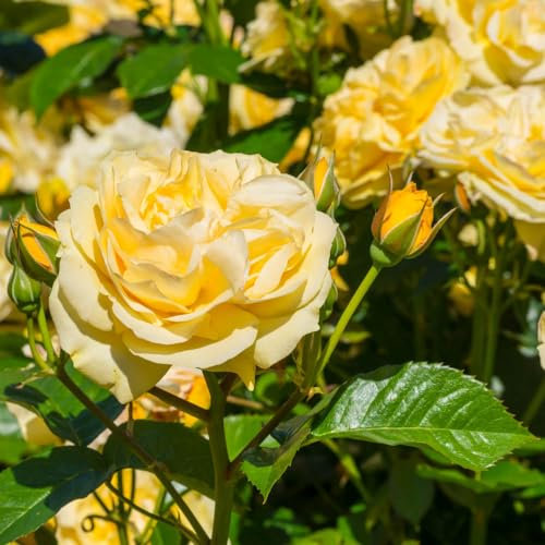 YouGarden Rose 'Sweet Memories', Dwarf Floribunda Lemon Rose Potted in a 3L Pot