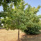 Acero Campestre, 2 piante alte 60/80 cm, vaso Ø16