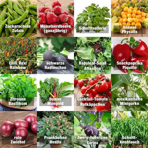 Set di semi vegetali indoor mix - semi perfetti (100% semi naturali) per balcone, serra, appartamento, terrazza, davanzale - tasso di germinazione quasi al 100