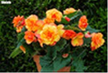 100 PC/Beutel Dekor Schöne Begonien-Blumen-PottedGarden Wandzierpflanze Heim für Weihnachtsbaum Easy Grow: 9 : Seeds Only