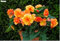 100 PC/Beutel Dekor Schöne Begonien-Blumen-PottedGarden Wandzierpflanze Heim für Weihnachtsbaum Easy Grow: 9 : Seeds Only