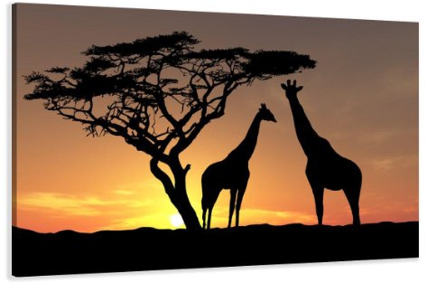 Visario Leinwandbild 120x80 cm 5034 Afrika Giraffen Sonnenuntergang Savanne Akazienbaum Wandbild Wohnzimmer Schlafzimmer Büro fertig aufgespannt Holzrahmen Leinwand Bild Dekoration Natur Tiermotiv