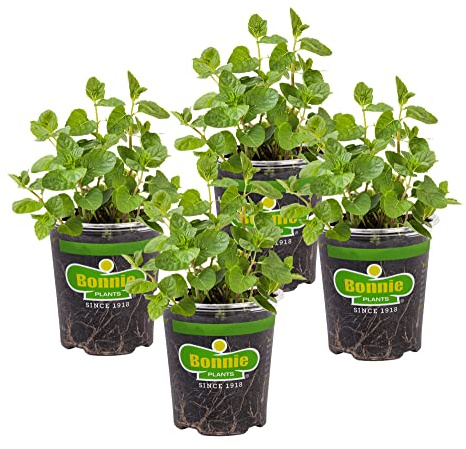 Bonnie Plants Spearmint Live Edible Aromatic Herb Plant - 4 Pack, Pet Friendly, Low Light, Part Shade, Great for Indoors